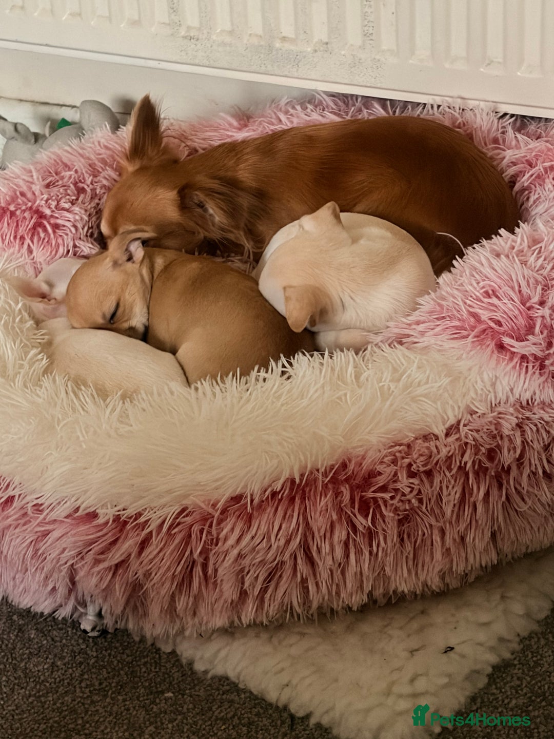 Mixed Breed dogs for sale: Beautiful chihuahua X puppies - Advert 5
