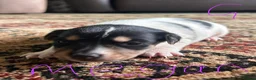 Jack Russell dogs for sale: Gorgeous Jack Russell Puppies - Advert 4