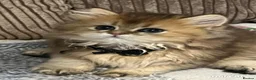 British Longhair cats for sale: 5 British longhairs for sale in London - Advert 12