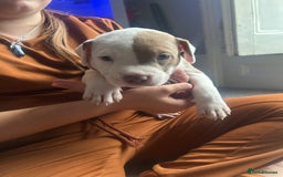 Mixed Breed dogs for sale: 2 beautiful pups (only the boy left) - Image 2