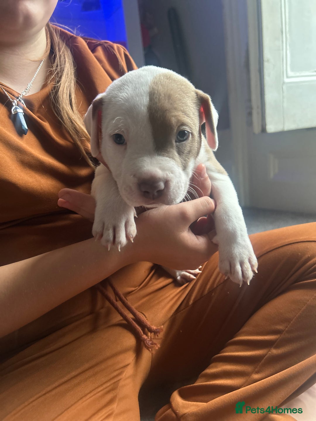 Mixed Breed dogs for sale: 2 beautiful pups (only the boy left) - Image 2