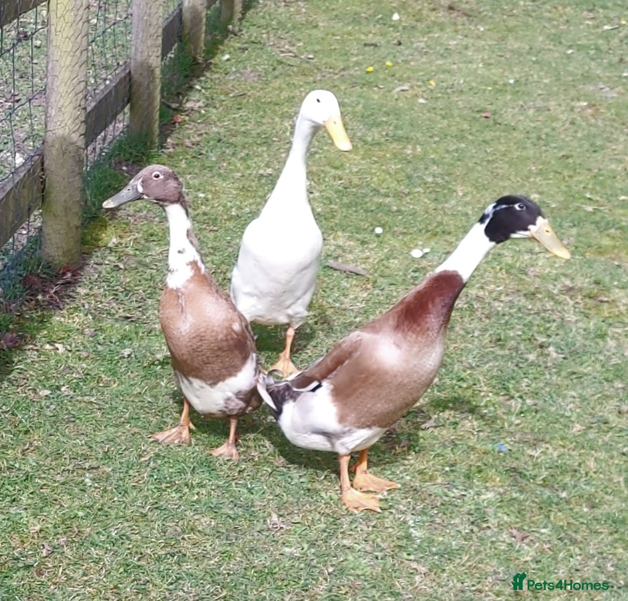 Mixed Breed poultry Runner Ducks and Drakes - Advert 2