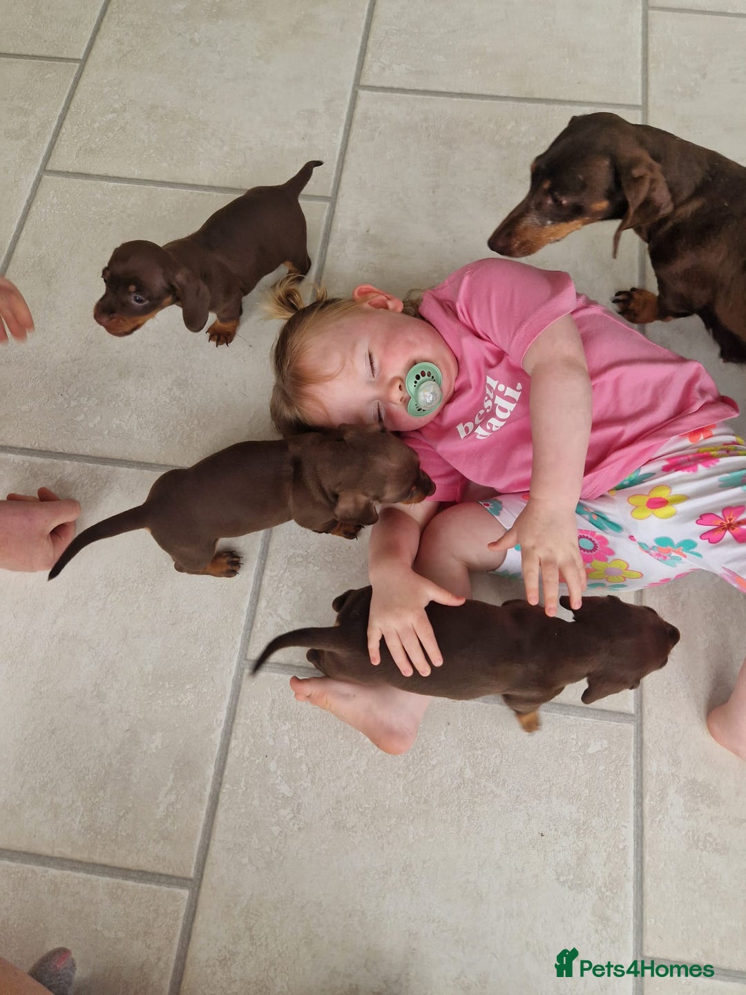 Dachshund dogs for sale: Miniature Daschund  - Image 7