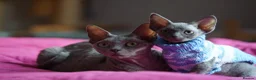 Devon Rex cats for sale: 💙  Blue male Kitten Available 💙 - Advert 8