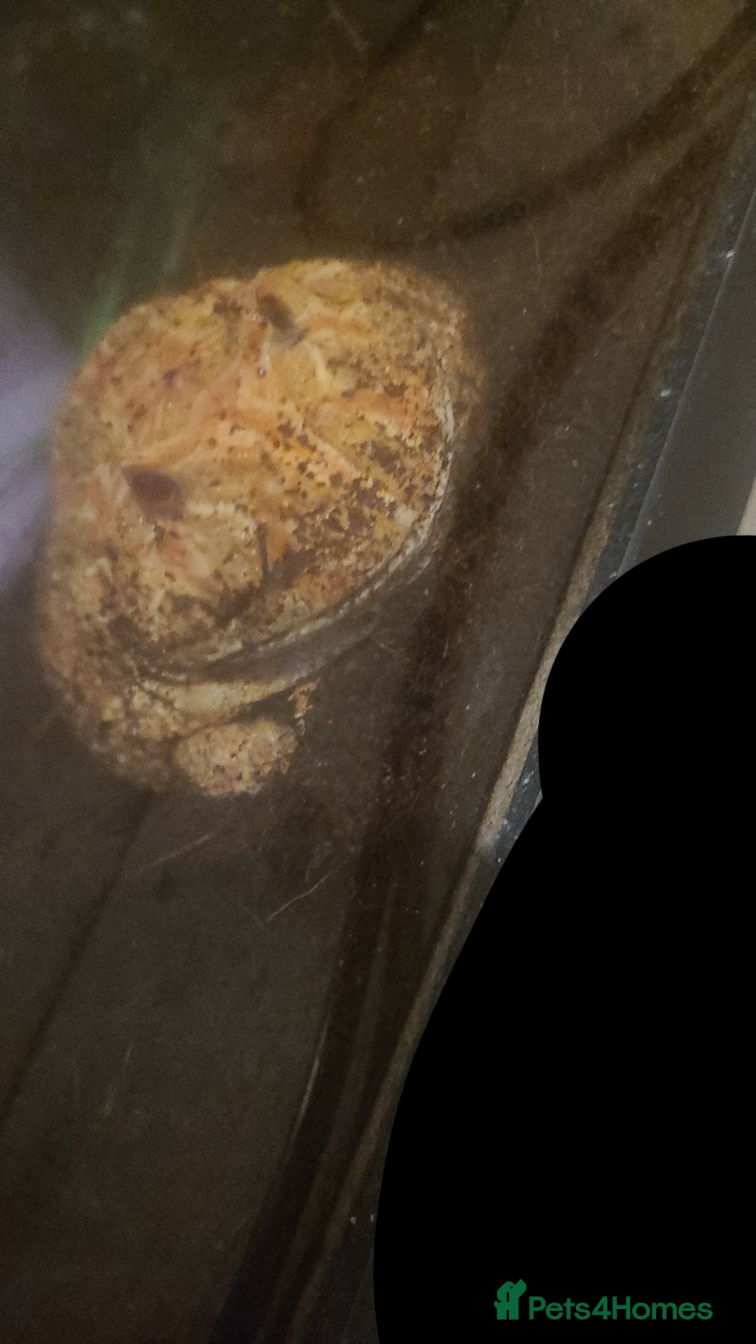 Frog reptiles for sale: Female pacman frog  - Advert 2