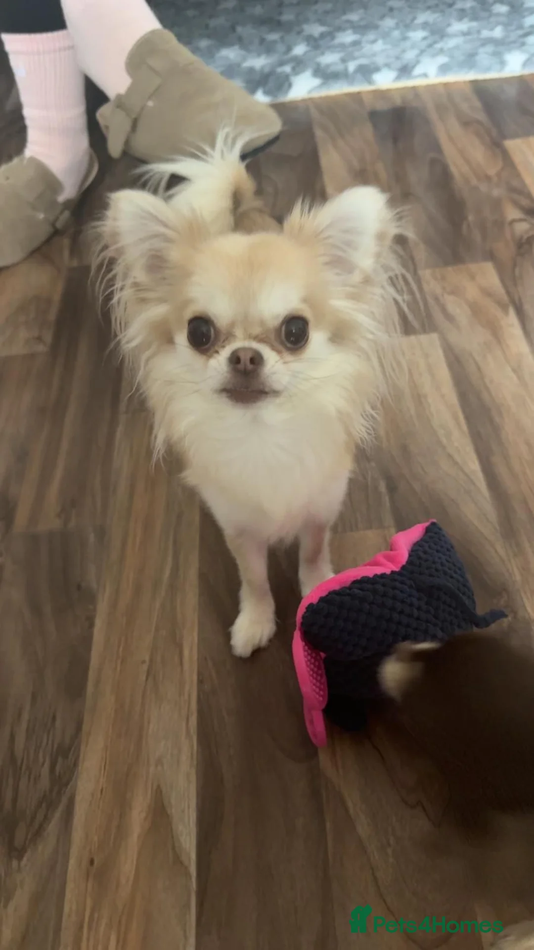 Chihuahua dogs for sale: 2 year old female chihuahua in Leeds - Advert 1