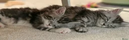 Maine Coon cats for sale: Tica Registered, Russian Line Maine Coon Kittens - Advert 33