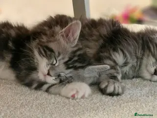 Maine Coon cats Tica Registered, Russian Line Maine Coon Kittens - Advert 15
