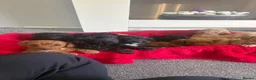 Cockapoo dogs for sale: Our Beautiful Cockapoo Puppys ❤️ - Advert 6