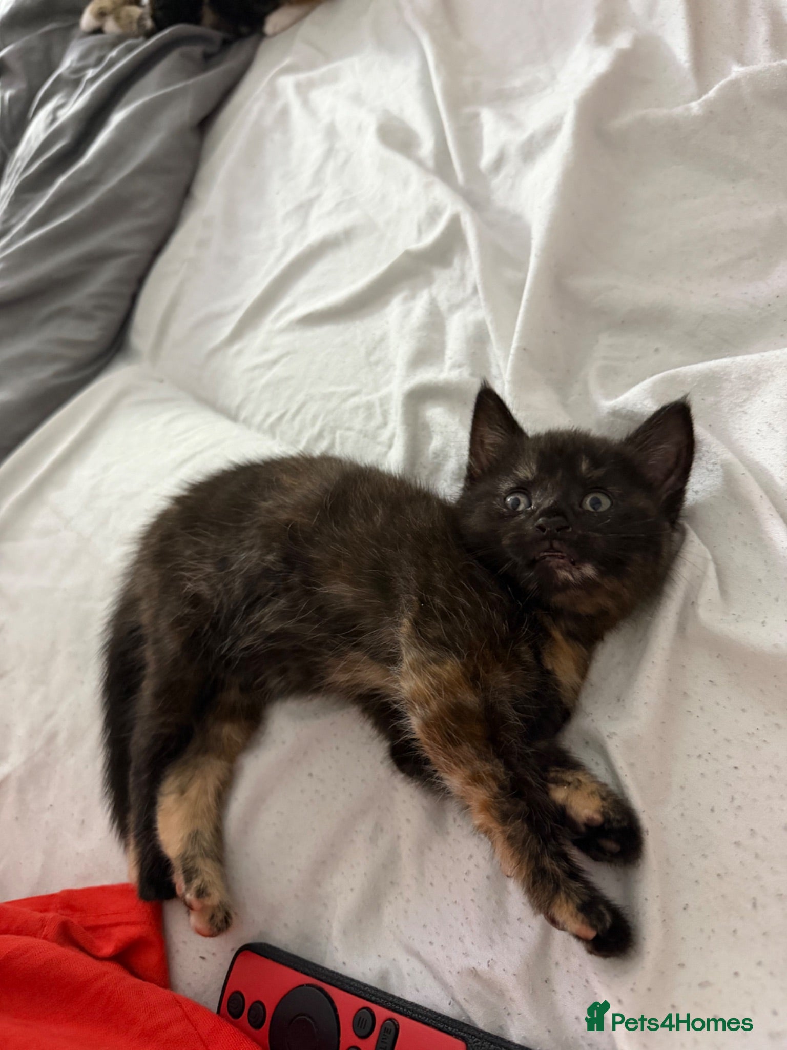 Mixed Breed cats Adorable Kittens Looking home  - Advert 1
