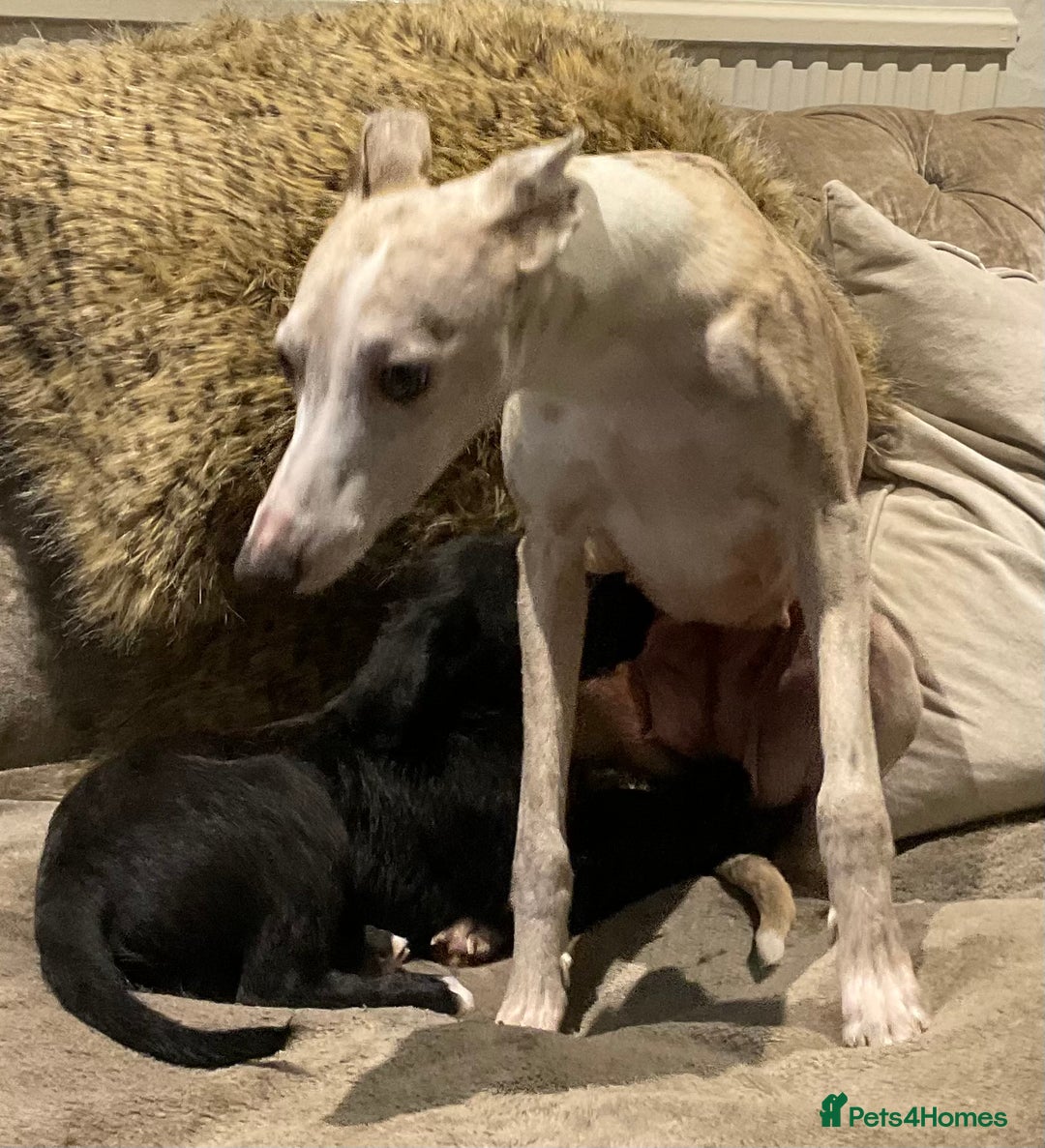 Mixed Breed dogs for sale: Whippet x Miniature Labradoodle.  - Advert 6