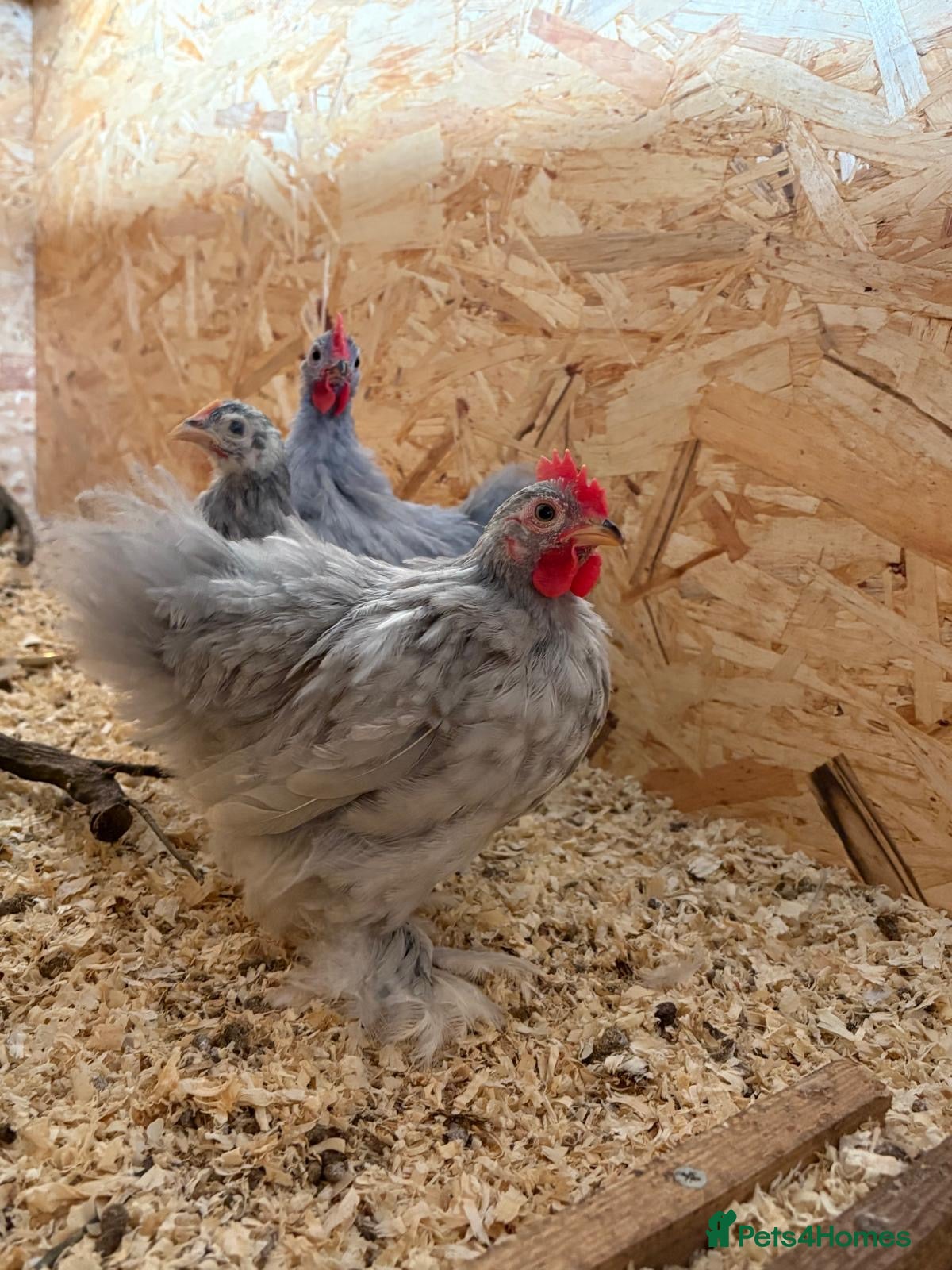 Chickens poultry Lavender Pekin Bantam Chicks - Advert 1