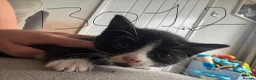 Mixed Breed cats for sale: 6 beautiful kittens  - Advert 12