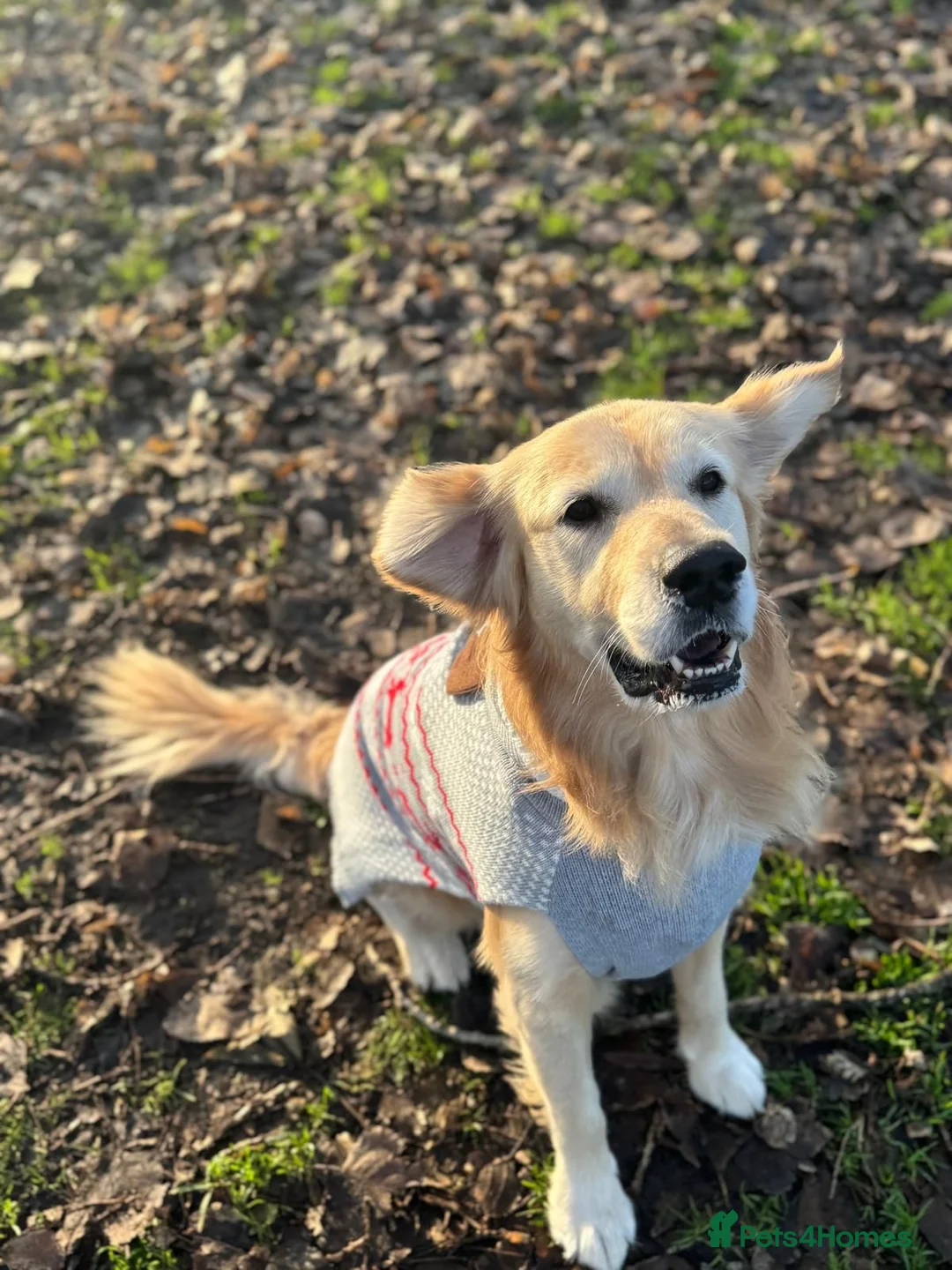 Golden Retriever dogs for stud: Golden retriever for stud in Manchester - Advert 1