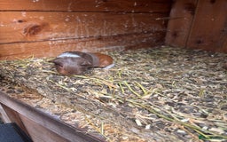 Guinea Pig rodents for sale: guinea pigs  - Image 5