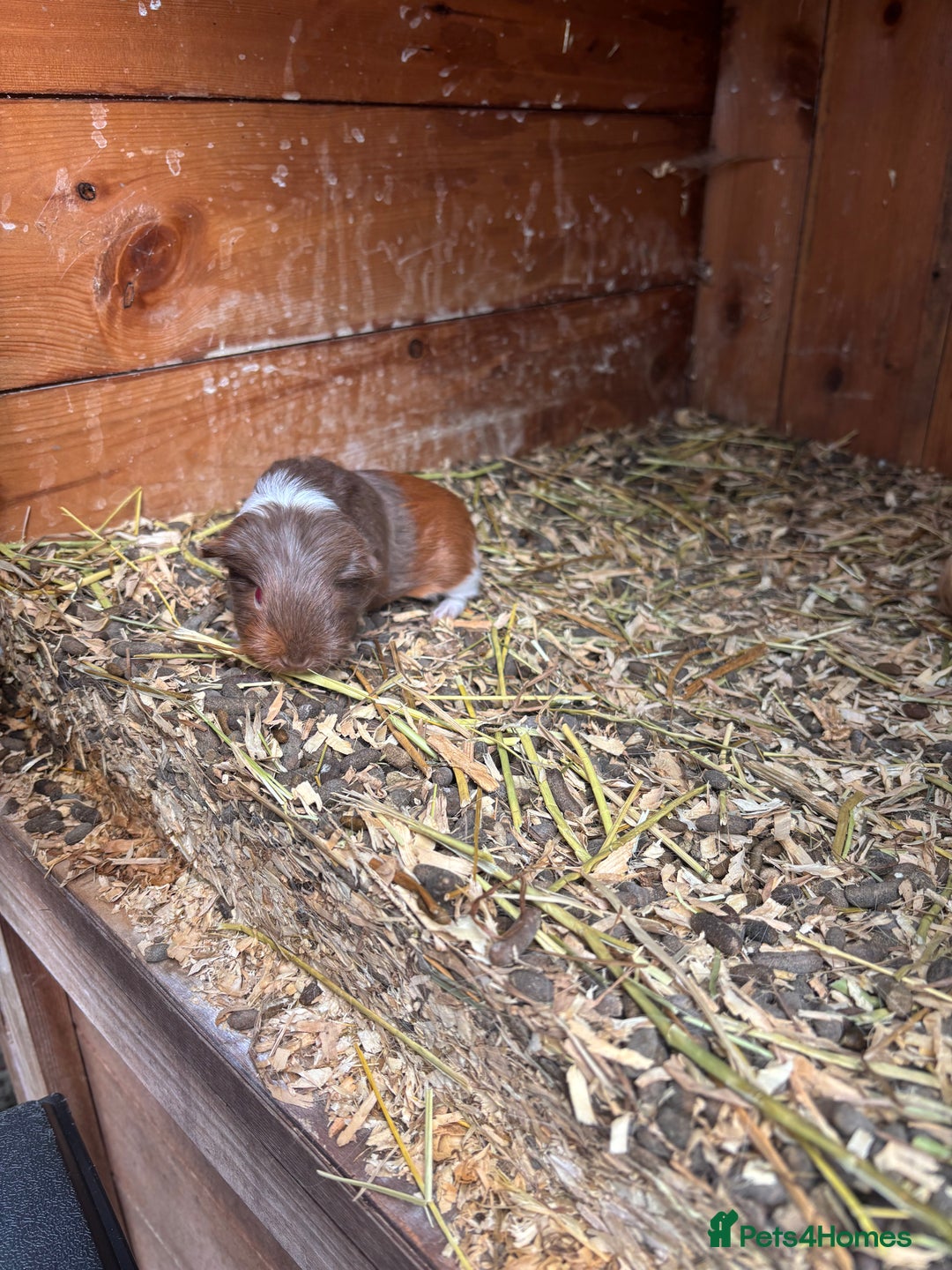 Guinea Pig rodents for sale: guinea pigs  - Image 5