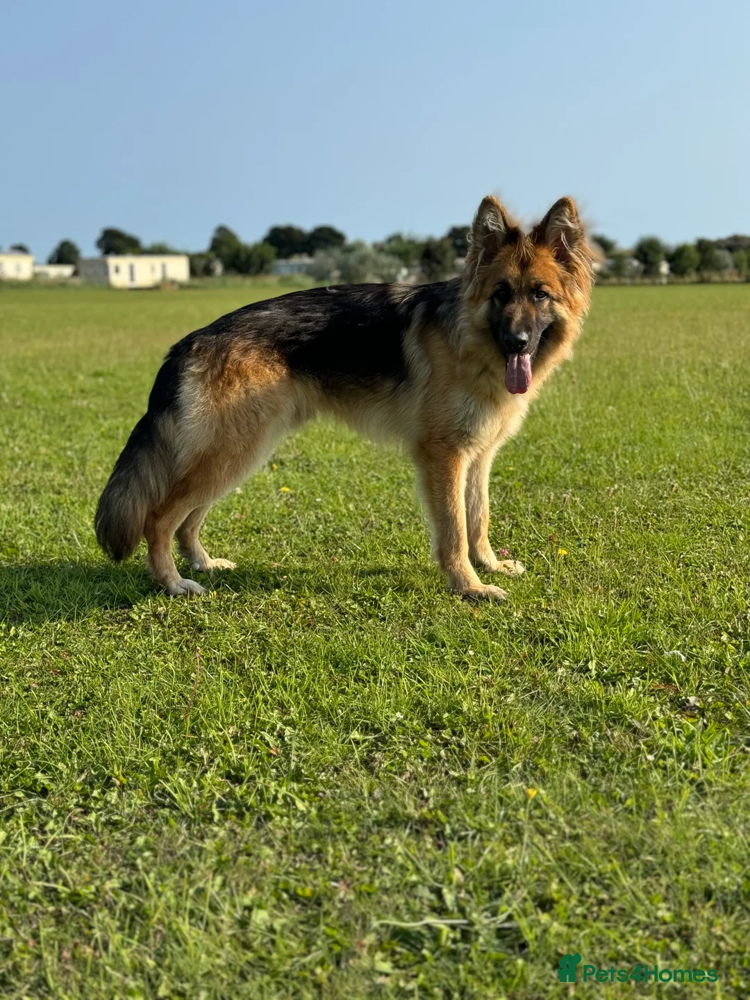 German Shepherd dogs for sale: German shepherd  - Advert 4