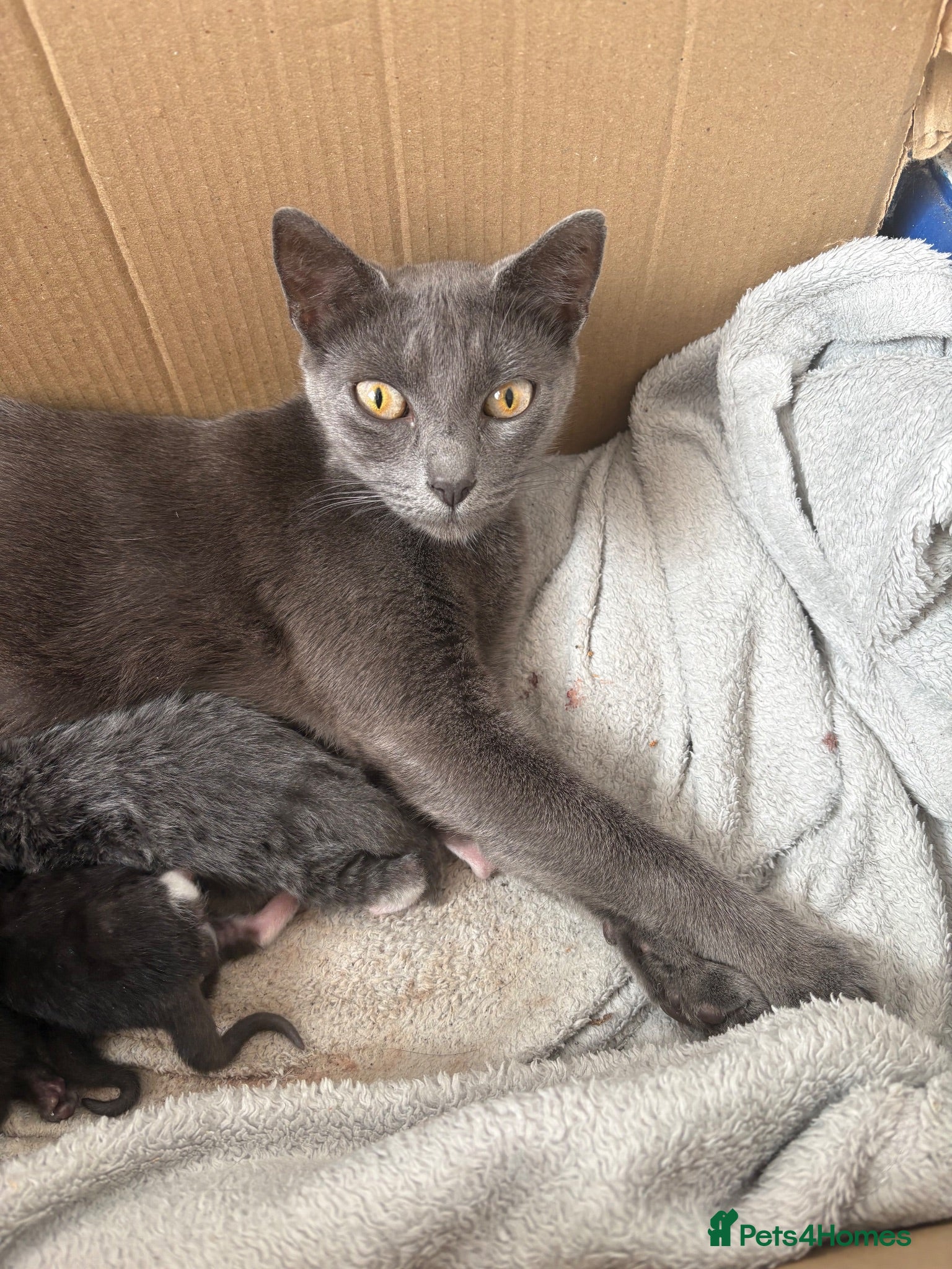 Mixed Breed cats Little Fluffs are looking for home - Advert 3
