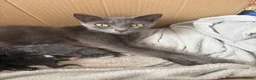 Mixed Breed cats for sale: Little Fluffs are looking for home - Advert 1