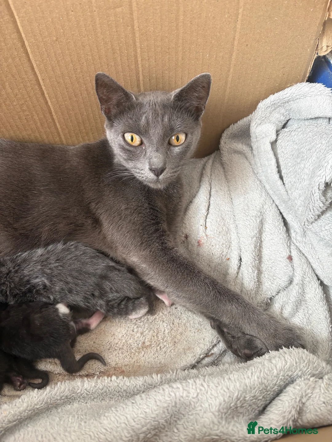 Mixed Breed cats for sale: Little Fluffs are looking for home - Advert 1