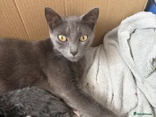 Mixed Breed cats Little Fluffs are looking for home - Advert 3