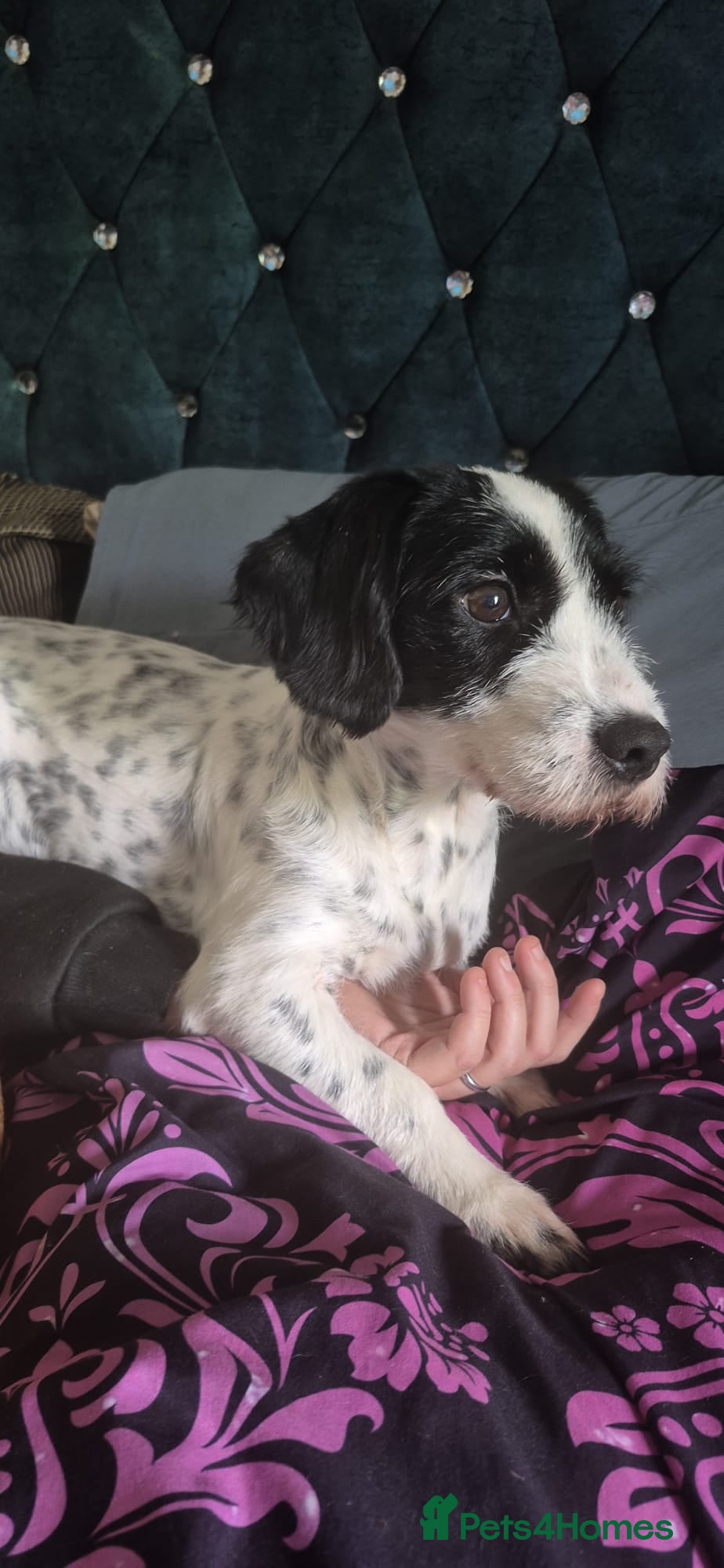 Mixed Breed dogs missi the mixed breed spaniel - Advert 2