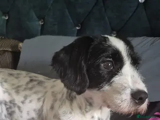 Mixed Breed dogs missi the mixed breed spaniel - Advert 12