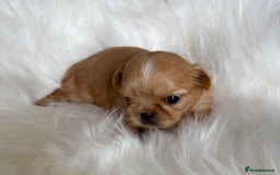 Shih Tzu dogs for sale: Stunning full Imperial Shih Tzu’s - Image 1