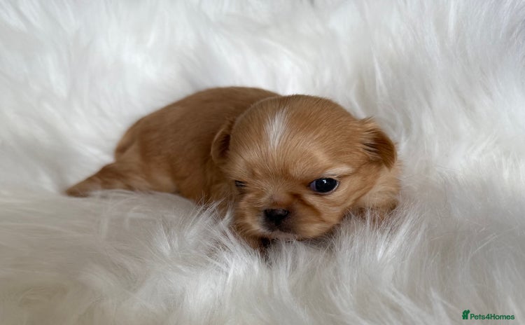 Shih Tzu dogs - Advert 3