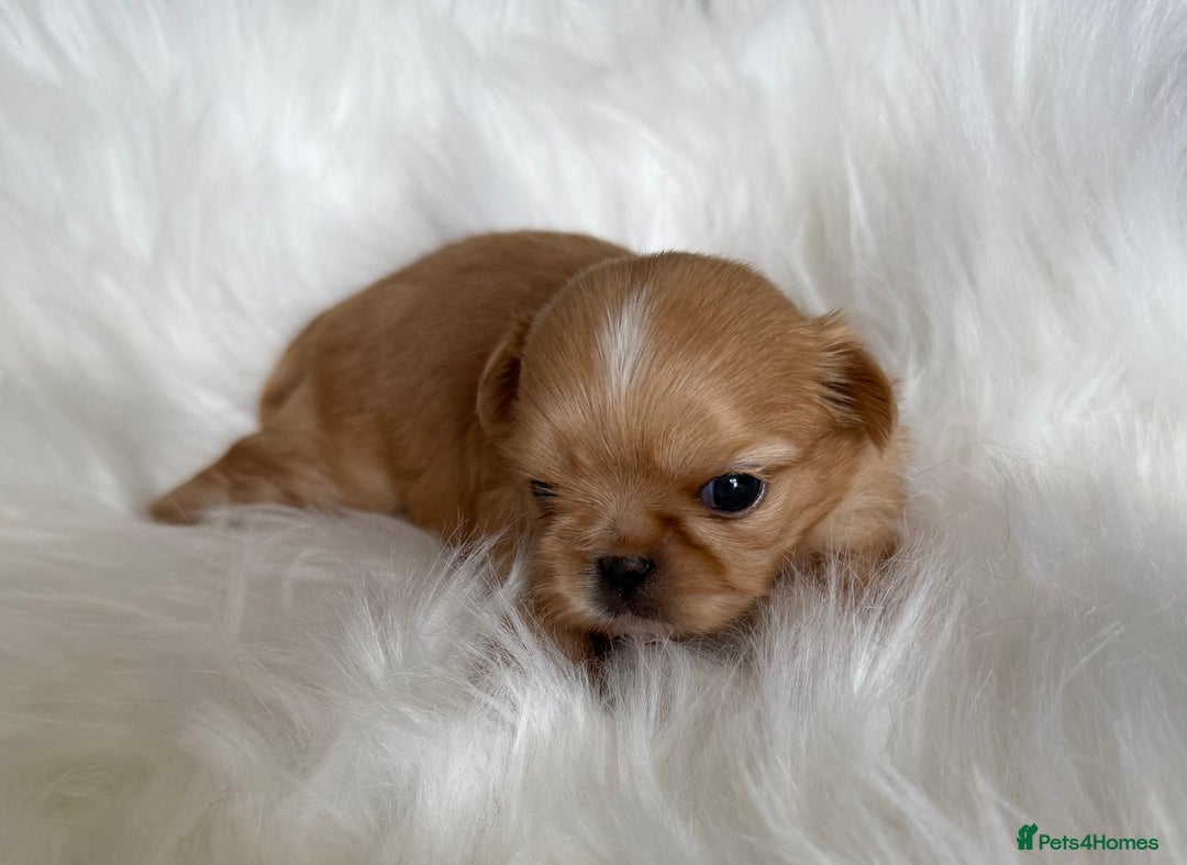 Shih Tzu dogs for sale: Stunning full Imperial Shih Tzu’s - Image 1