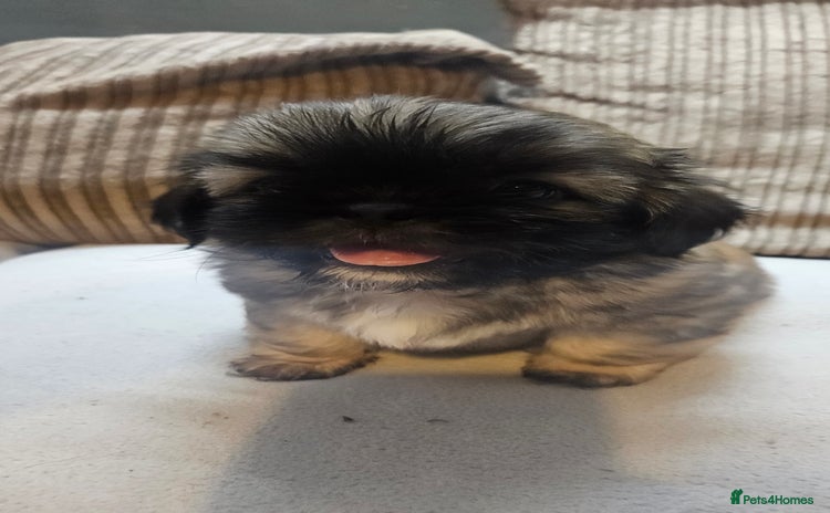 Shih Tzu dogs - Advert 1
