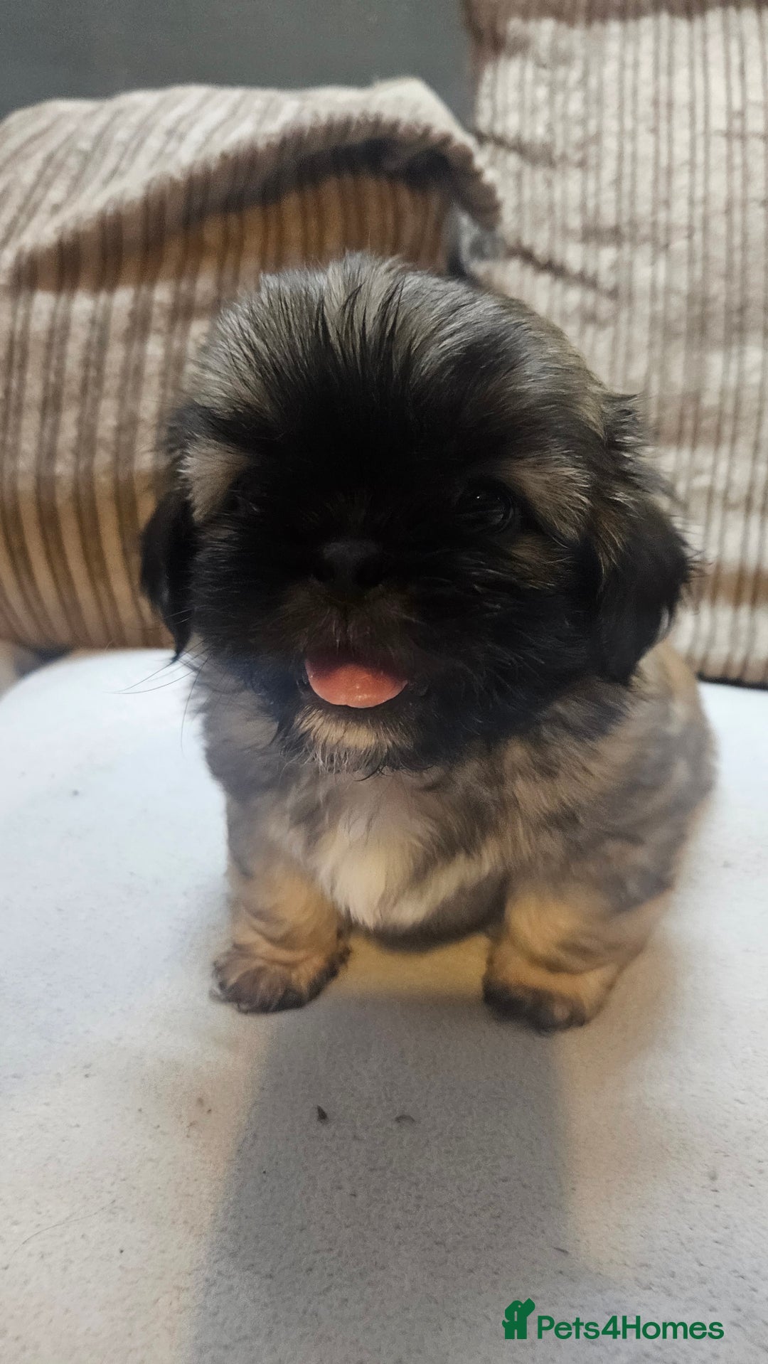 Shih Tzu dogs for sale: 2 Beautiful Boys  - Image 1