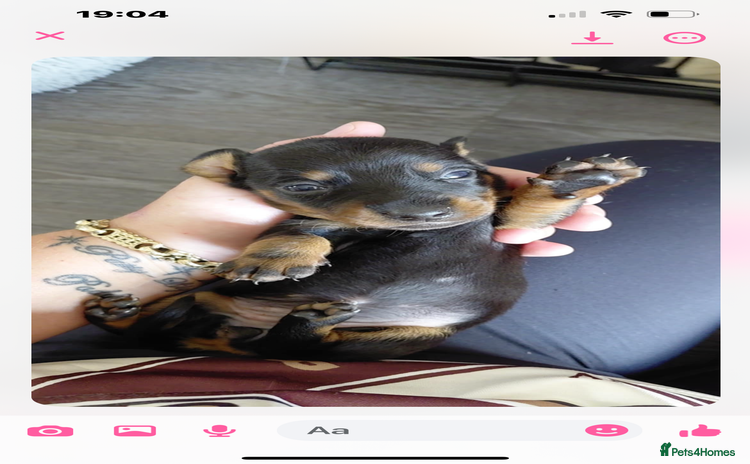Miniature Dachshund dogs - Advert 1