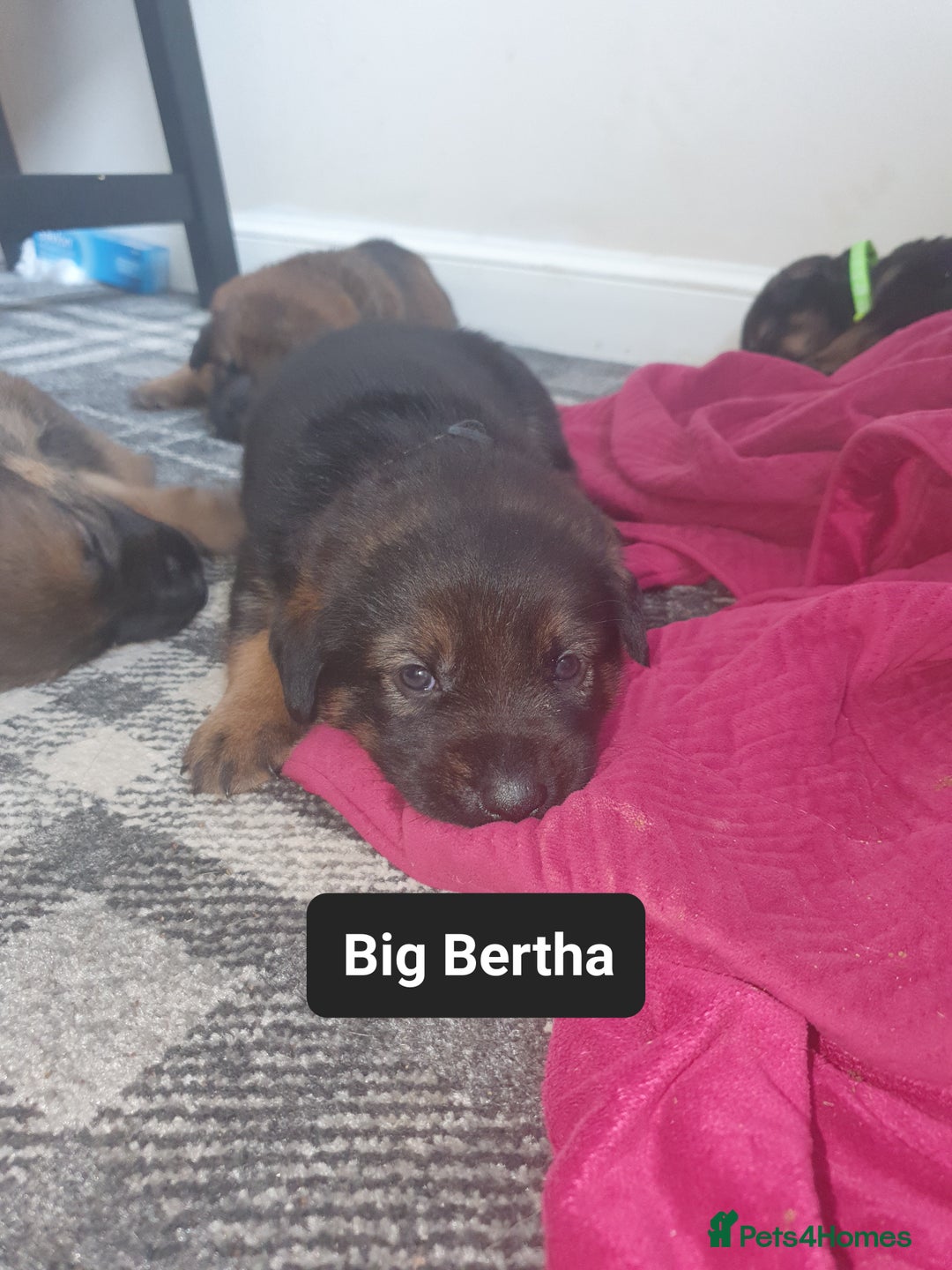 Mixed Breed dogs for sale: Rottweiler Ovcharka puppies in East Kilbride - Image 3