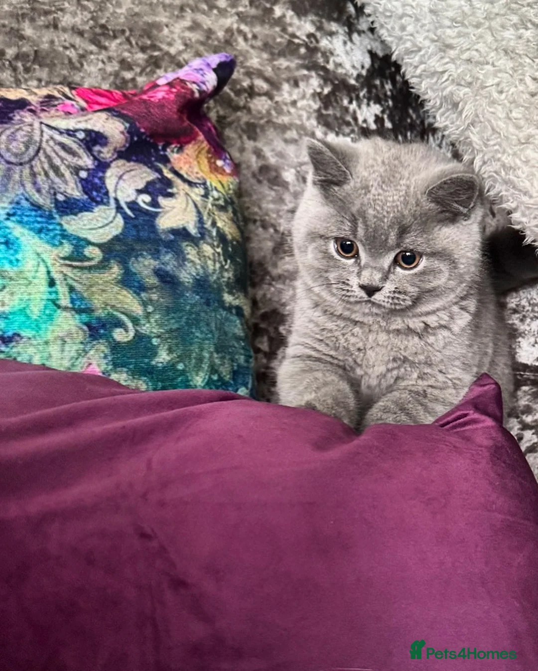 British Shorthair cats for stud: Stud only, Stunning Bsh Cream stud  in Cardiff - Advert 9