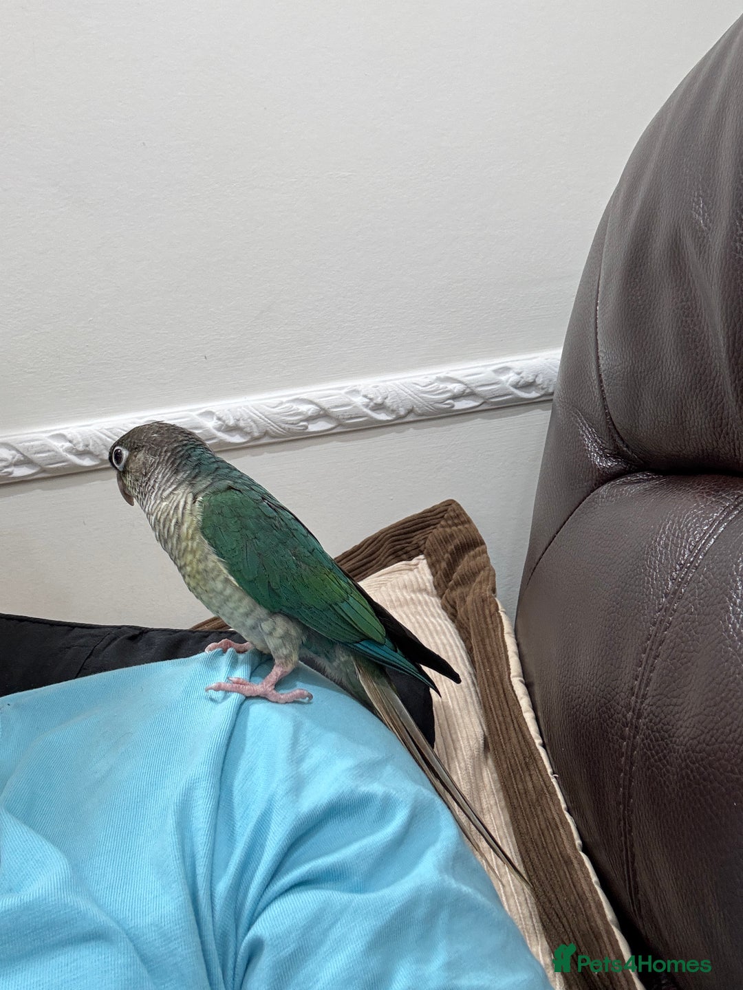Lorikeets birds for sale: Hand fed baby conures for sale rare breed - Image 15