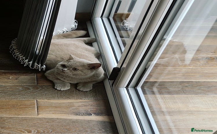 British Shorthair cats - Advert 15