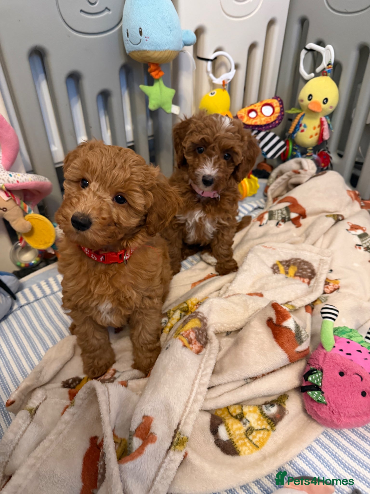 Australian Labradoodle dogs 🐶READY TO GO LAST 2 AVAILABLE🐶 - Advert 4