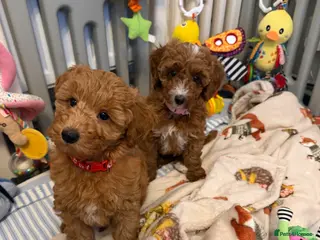 Australian Labradoodle dogs 🐶READY TO GO LAST 2 AVAILABLE🐶 - Advert 4