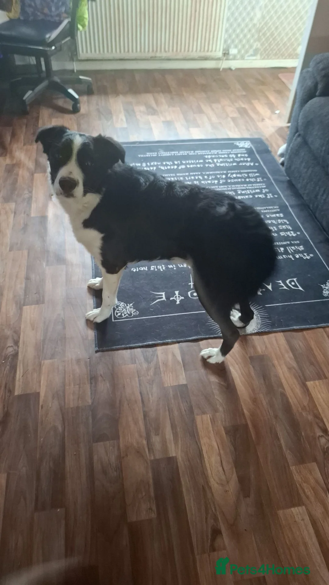 Border Collie dogs for sale: 2 border collies for new home in Ayr - Advert 2