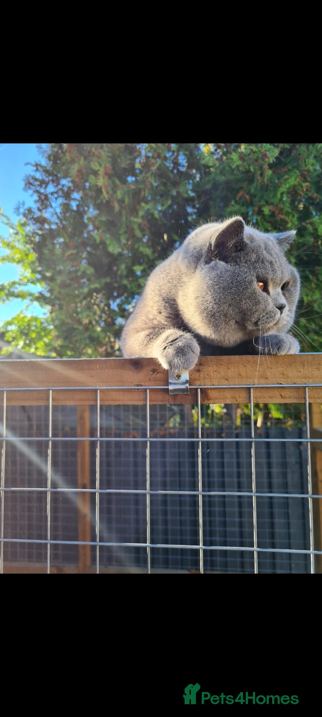 British Shorthair cats for stud: BEST QUALITY STUD -IMPORTED FROM EU in Cheltenham - Image 4