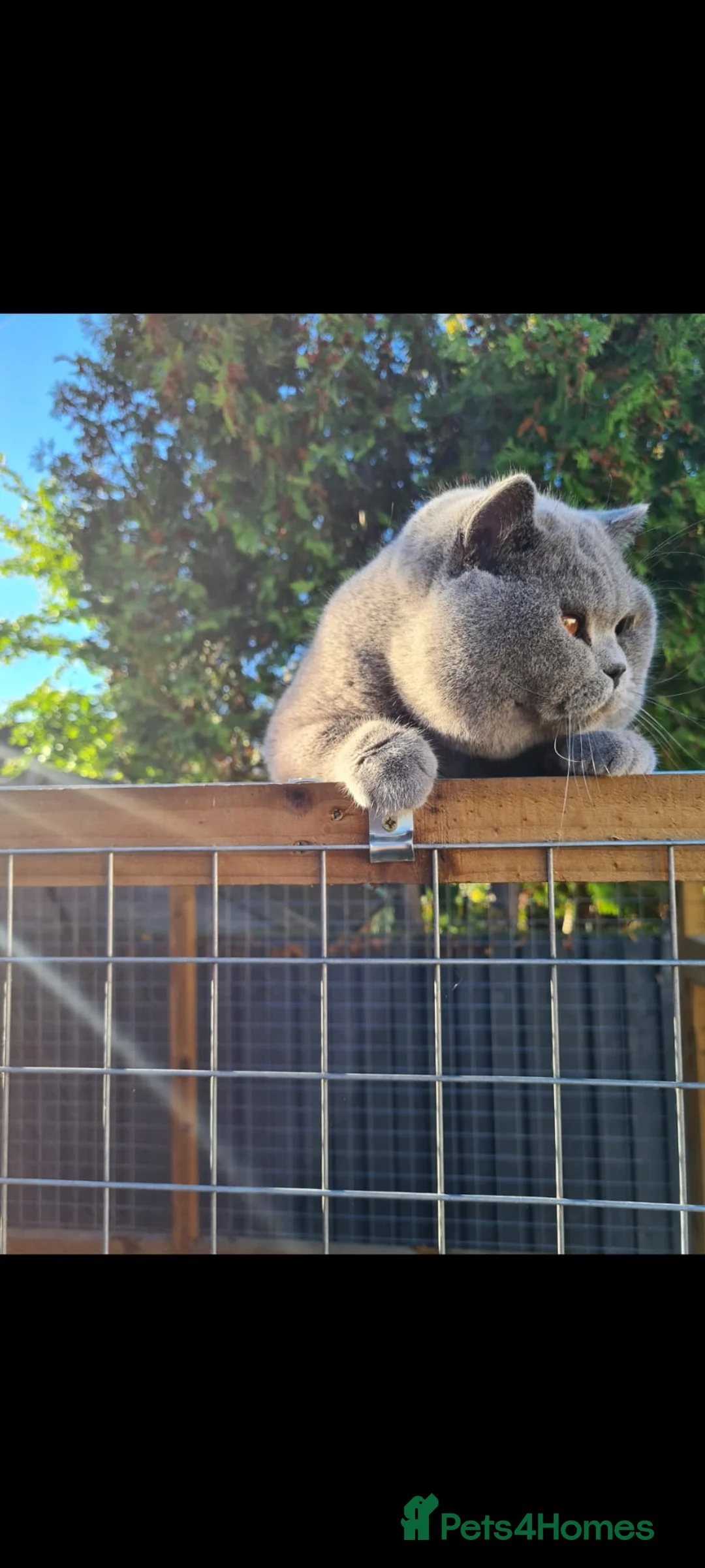 British Shorthair cats for stud: BEST QUALITY STUD -IMPORTED FROM EU in Cheltenham - Advert 4