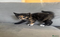Mixed Breed cats for sale: Mixed Ragdoll / Tabby Adorable Kittens  - Image 9