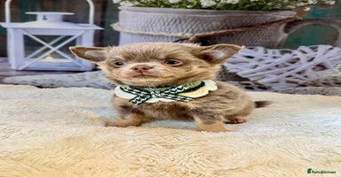 Chihuahua dogs - Advert 10