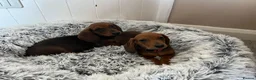 Miniature Dachshund dogs for sale: Miniature dachshund puppies - Advert 30