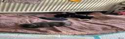French Bulldog dogs for sale: French Bulldog puppies! in Sheffield - Advert 4