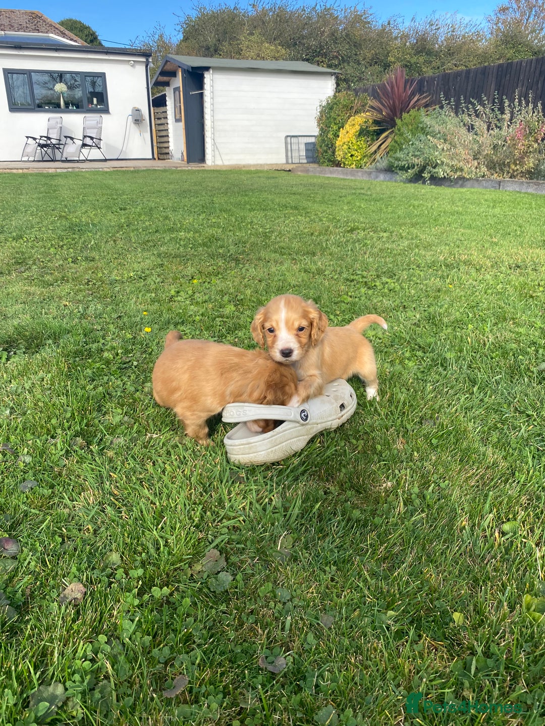 Cocker Spaniel dogs for sale: Cocker spaniel - Image 9