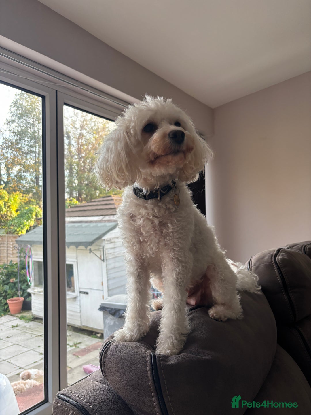 Mixed Breed dogs for sale: Peke-a-Chon puppies 🐶  - Advert 23