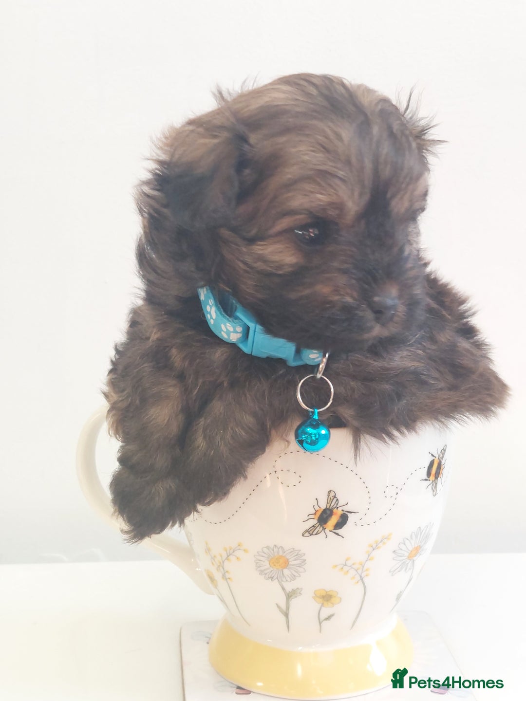 Pomapoo dogs for sale: Pomapoo male - Advert 1