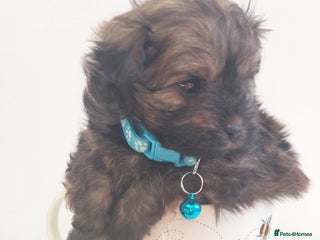 Pomapoo dogs Pomapoo male - Advert 6